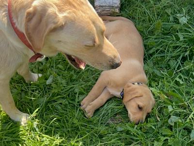 Purebred Award Winning IKC Registered Golden Labrador puppies *only 4 Left*